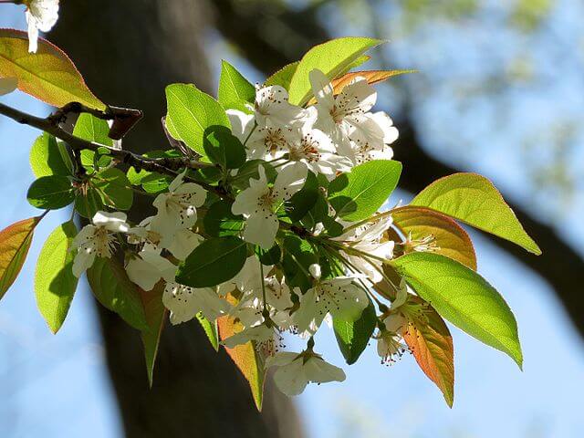 delicate white blossom on the Southern Crab apple (Malus angustifolia)