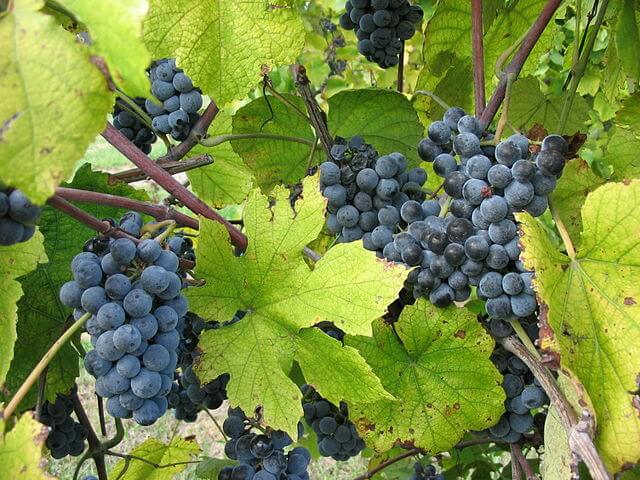 Norton grapes from the Vitis aestivalis family growing in Missouri.
