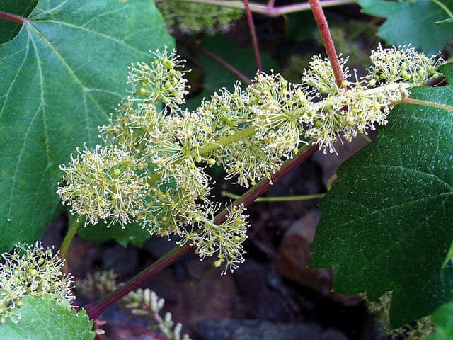 Vitis vinifera var. sylvestris Close up