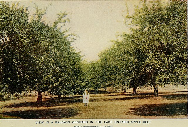 A girl standing in an orchard