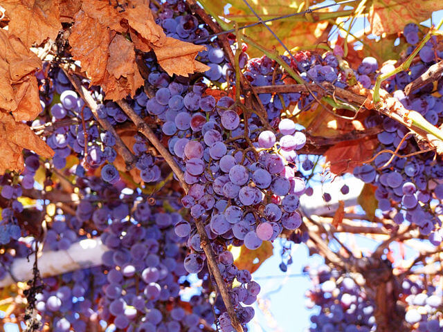 Beautiful purple Concord grapes in a vineyard