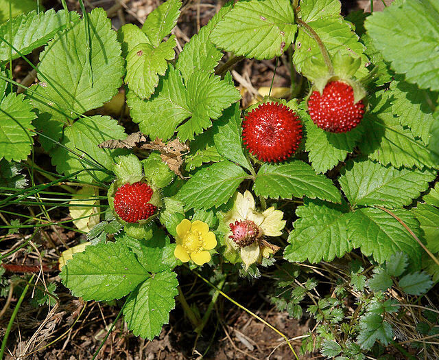 Image of false strawberries at ripened, unripe and flower stage.