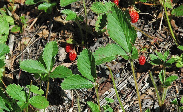 Leaves and fruits of Fragaria virginiana