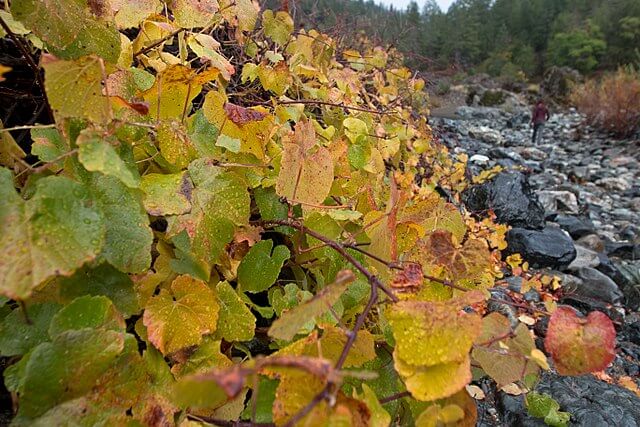 Orange and yellow leaves of the California grape next to a rocky stream bed.