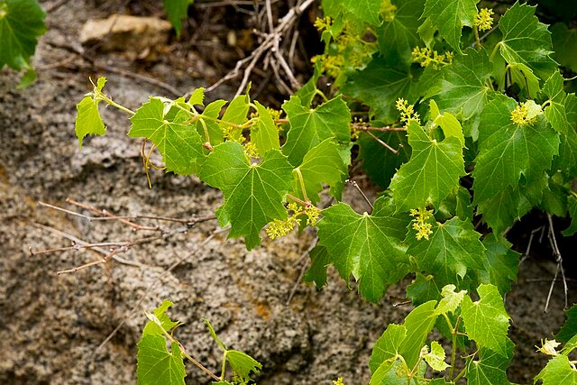 Leaves and emerging clusters of grapes
