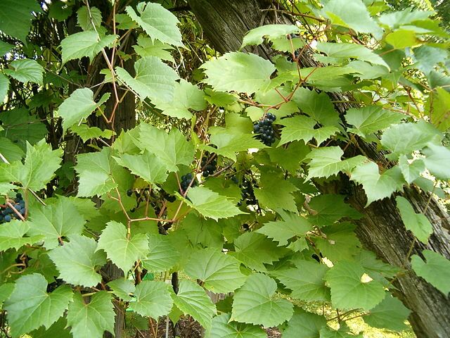 Masses of Vitis riparia leaves with tiny clusters of deep purple berries