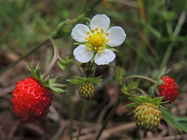 A flower, two green developing fruits, and two red juicy woodland strawberries.