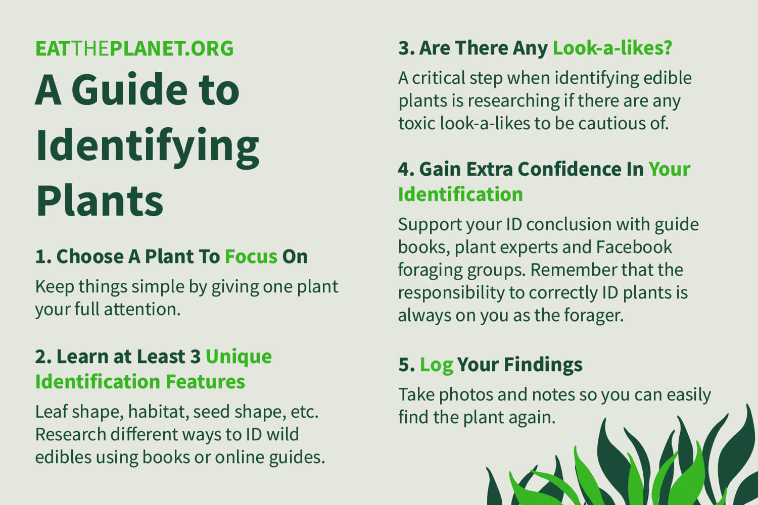 A concise graphic outlining the 5 recommended steps for identifying plants