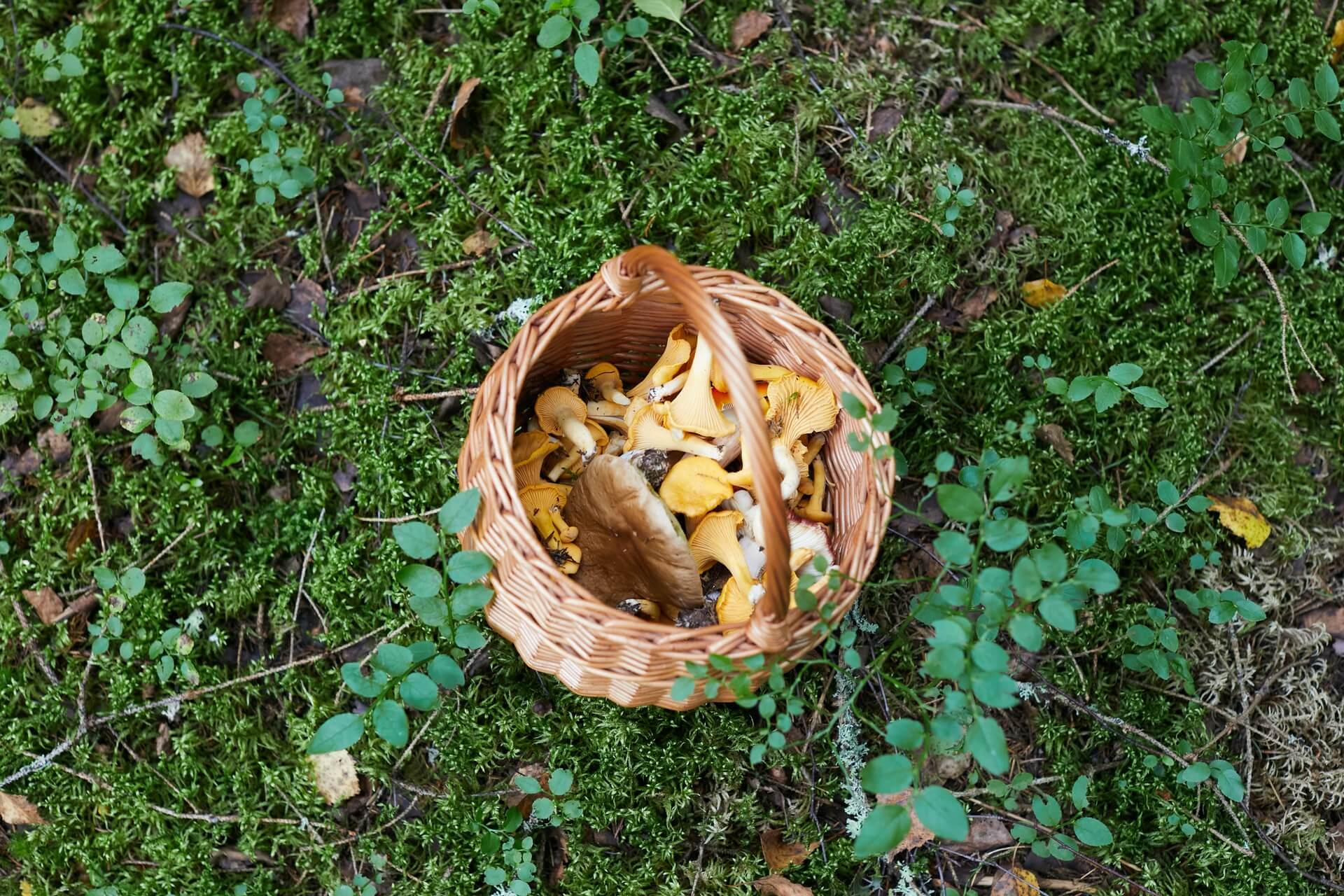 A basket of picked mushrooms