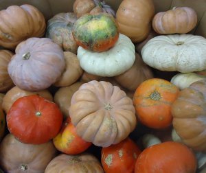 A variety of pumpkins in orange, white, pink, red, and purple