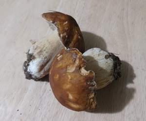 two fat brown mushrooms with white stalks on a wooden table