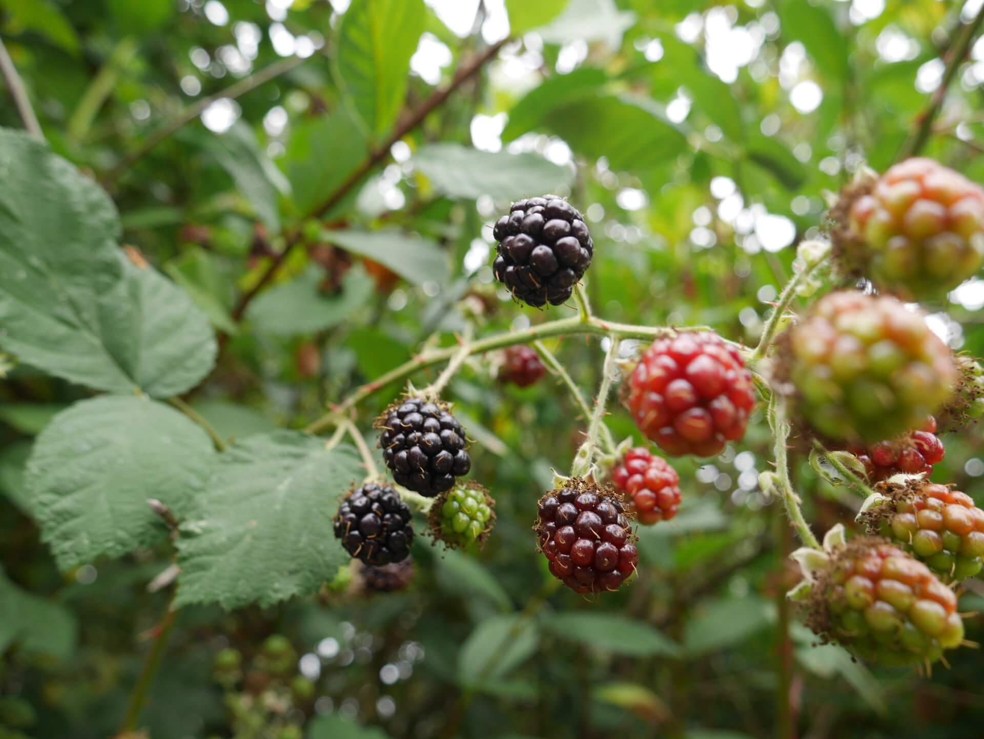 A mixture of black, deep red and green blackberries still on the bush.