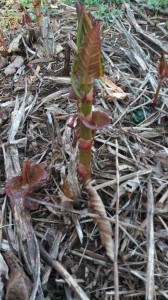 Japanese Knotweed Shoot