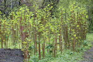 Japanese Knotweed Grove