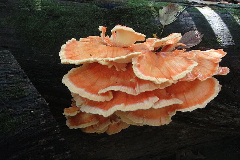 chicken of the woods identification