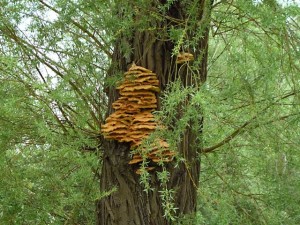 Laetiporus Sulphureus