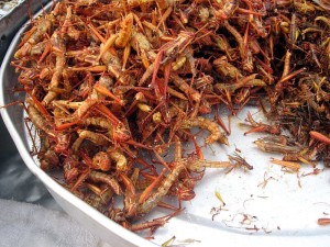 Fried Grasshopper