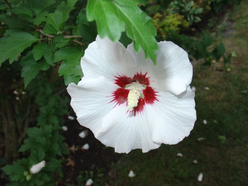 Rose of Sharon Tree, A Beautiful Edible - Eat The Planet