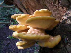 Chicken of the Woods