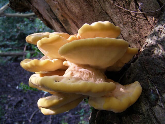 chicken of the woods identification