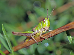 Grasshopper