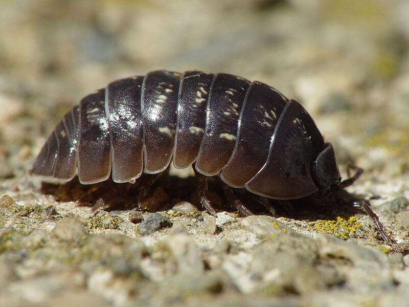 Pill bug