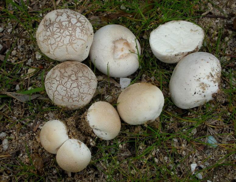 Edible Puffballs in your front lawn – A Look at Calvatia Species