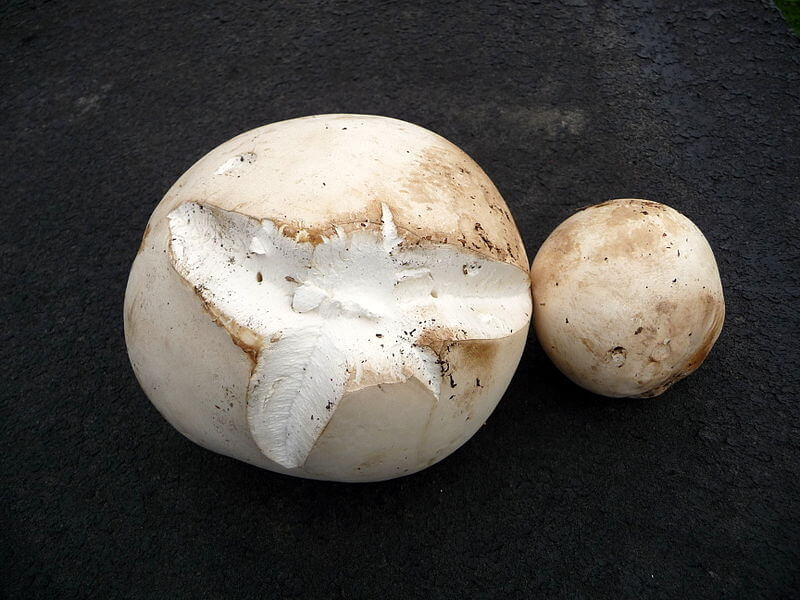 Two giant puffball mushrooms. The left is large and mature, with a splitting cap. The right is smaller.