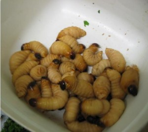 Coconut Grubs in a bowl