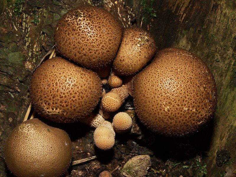 A group of Lycoperdon Puffball Mushrooms. They have a light brown cap with speckled dark brown marks that resemble small warts.