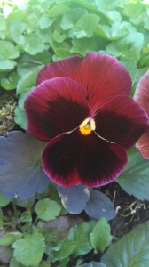 Violet flowers always have a lower center petal in front.