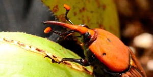 Red Palm Weevil Adult