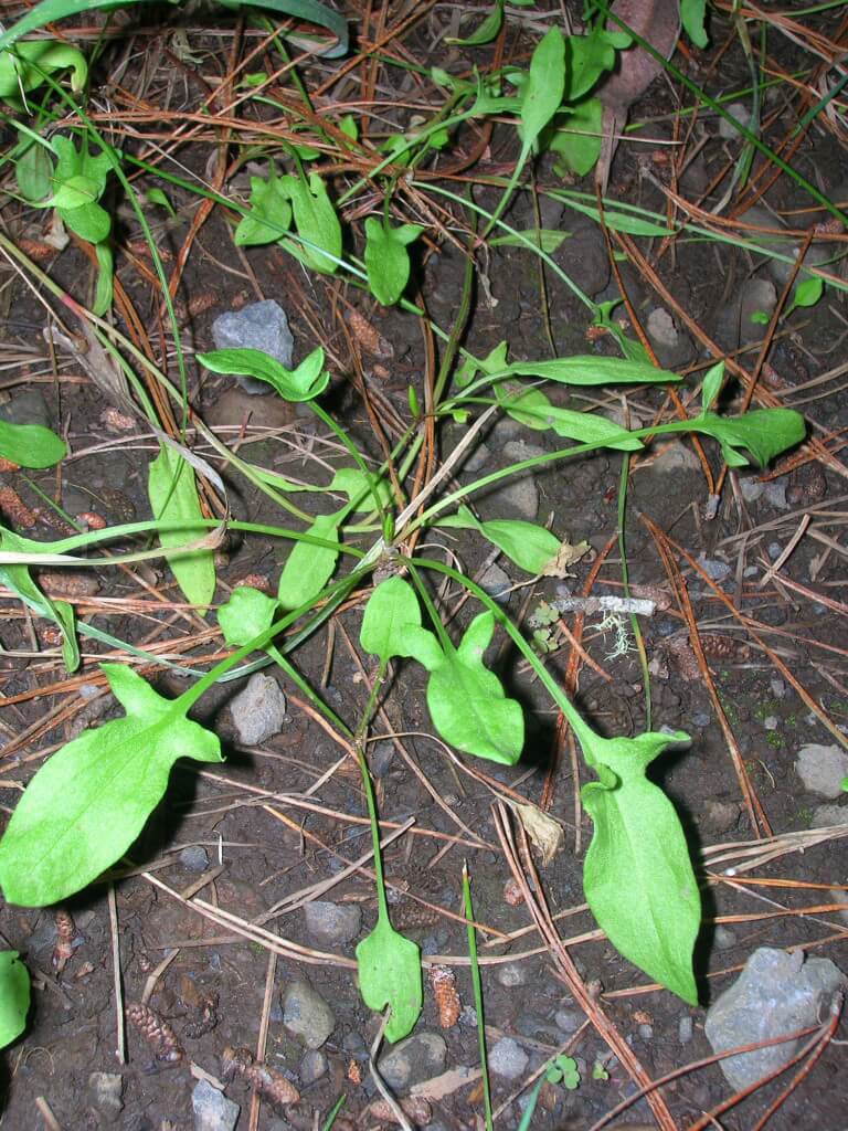 Sheeps Sorrel leaves