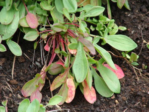 Sheep's Sorrel leaves