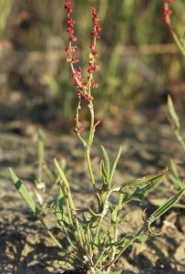 Sheep's Sorrel flower stalks