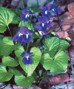 wild viola flower