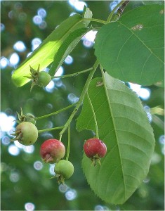 Amelanchier lamarckii fruit and leaves
