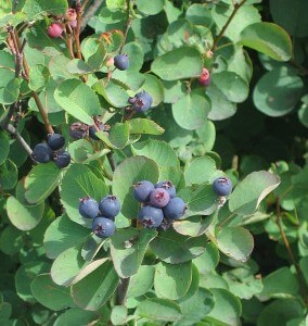 Amelanchier alnifolia, Saskatoon Berries and Leaves