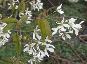 Amelanchier canadensis, Shadblow Servicberry flowers