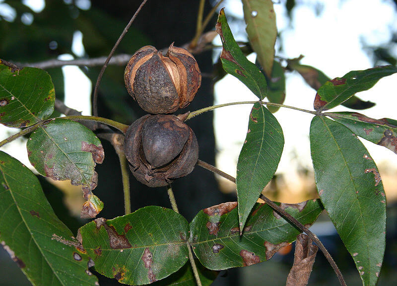 Carya ovata, Shagbark Hickory nuts and leaves