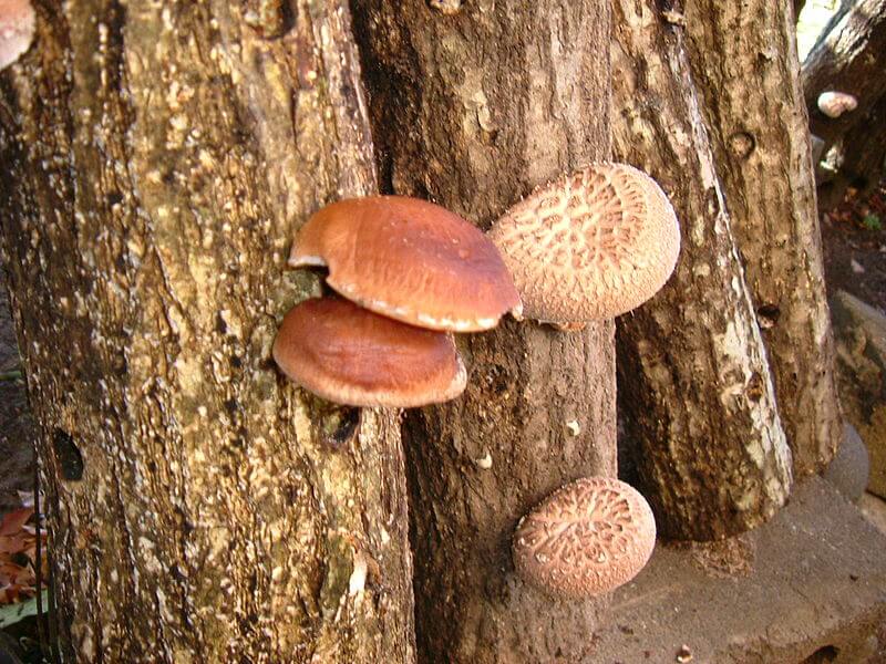 Lentinula edodes, Shiitake Mushrooms growing on a log