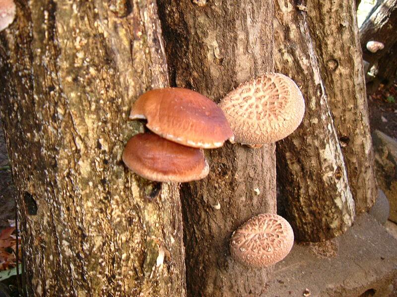 Shiitake (Lentinula edodes) – Fungiperfect