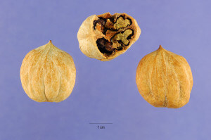 Carya glabra, Pignut Hickory Nuts