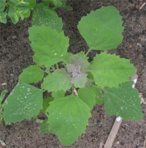 Chenopodium album, Lamb's Quarters leaf