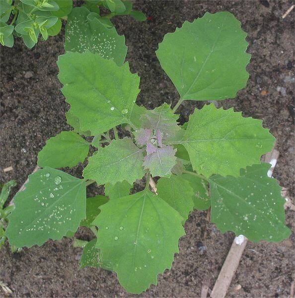 Chenopodium album, Lamb's Quarters leaf