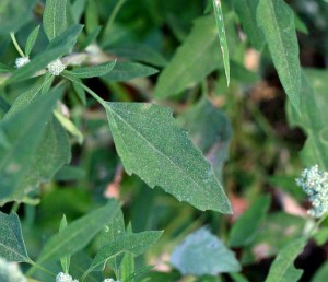 Chenopodium album, Lamb's Quarters leaf