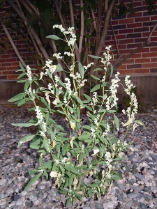 Chenopodium berlandieri, Lamb's Quarters leaf