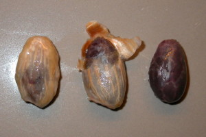 Cocoa seeds with and without mucilage coating