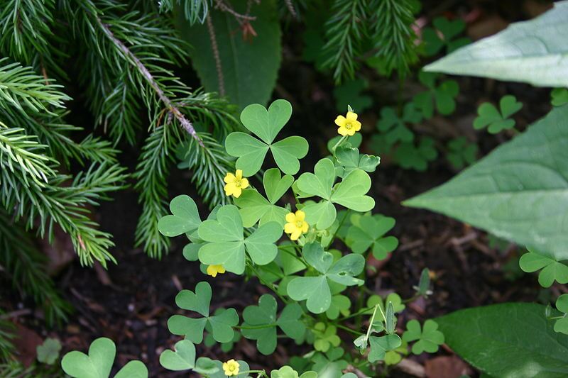 Oxalis stricta, Common Yellow Wood Sorrel leaves, flowers and seedpod