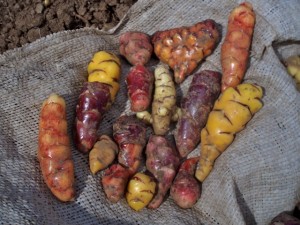 Oxalis tuberosa, Oca tubers